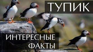 Птица Тупик - интересные факты