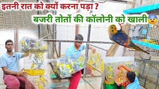 Breeding Season Se Pahle Budgies Parrot Ki Colony Ko Khali Kiya || बजरी तोतों से पिंजरा भर गया।