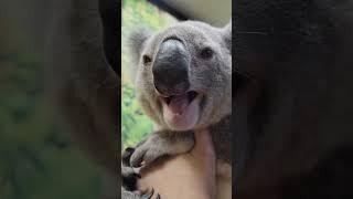 World's Cutest Creature | Koala Encounter at Dreamworld