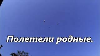 Первые подъемы моих николаевских голубей. А вы говорили что выше крыши не полетят. Полетели родные.