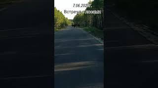 Встреча с лосями. #вован #деньвдеревне #деревенскаяжизнь #лето #кострома #буй