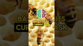 Bee Facts (part 4) #facts #hstm #beefacts #bee