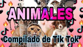 #1 Compilados Tik Tok - Animales