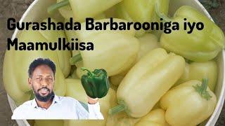 Gurashada Barbarooniga iyo Maamulkiisa