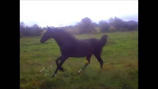 Lucky, Polish Egyptian Arabian ex-racehorse, still has it in his 20s