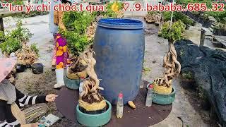 Bonsai Hoa Giấy Mỹ  250k  0933368532linhsamnuitraihuonguyetquehongocmaichieuthuykimquytunghoatrang