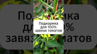 Подкормка для 100% завязи томатов.  #огород #дача #томаты #теплица