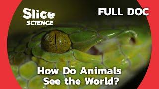 How Do Animals See the World? | SLICE SCIENCE | FULL DOCUMENTARY