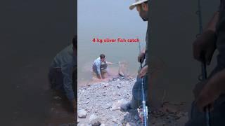 4kg  silver fish catch#fishing #biggamehunting #rod hook #villagelife #asianwildlifeconservation