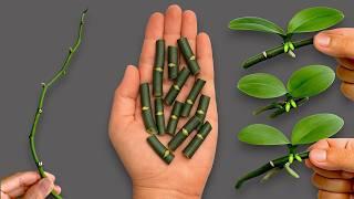 Secret to Easily Propagating Orchids Right on the Branch and Blooming All Year Round!