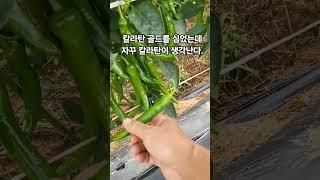 (에듀파머)자꾸 칼슘결핍 고추가 나와요.