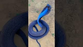 BLUE SNAKE worlds Biggest snakes NILKHANT HAR HAR SHIV SHAMBHU #shorts  #mahadev #snakes