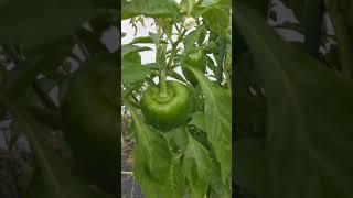 Pepper plants grow much better in the fall weather "bell peppers" #gardening #garden