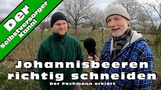 Johannisbeeren richtig schneiden  Der Fachmann erklärt