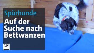 Spürhund-Einsatz auf Allgäuer Berghütten | Abendschau | BR24