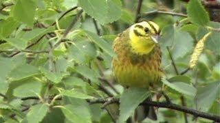 Singing beautiful bright Yellowhammer