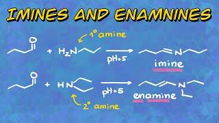 Imines and Enamines: Formation and Mechanism