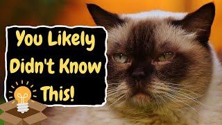 Very Few People Know THIS Odd Thing About Cats! Do You?