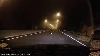 Fox chasing rat on road