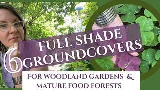 Got Shade, Need Groundcover? 6 Groundcovers For Woodland Gardens and Closed Canopy Food Forests