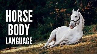 Horse Body Language: 20 Things to Look For