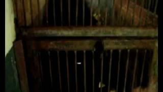 Sun Bear Rescue | BSBCC Sun Bear Mini Video | Rescuing Baby Sun Bears