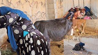 Taking care of Zahra's cows and cleaning the mother's house. Teaching Zainab to her mother