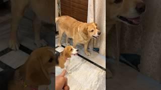 Leo vs puppy #shorts | Anant Rastogi