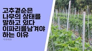 1차 고추곁순 제거시 이파리를 남겨둬야 하는 이유와 지금 중점을 두고 방제해야 할 병해충