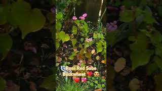 Rose Red Sobe Buckwheat ️  ️  #gardening #garden #buckwheat #gardenvisit #shorts