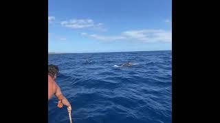 A young breaching short finned Pilot Whale at Biosean