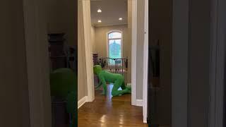 A big frog  in the room or in the pool #shorts