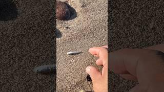 Saving even a small fish pushed out by sea waves #shorts #fish #lifesaving