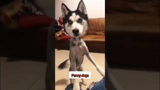 Bark-tastic Secrets: Howls of Laughter Unleashed #funnyvideos #dog #animalcomedy