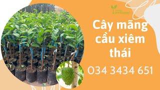 Mãng cầu xiêm thái- Giống cây trồng kinh tế| Tiên Garden| 0343434651