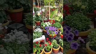 Beautiful Garden #shorts #youtubeshorts
