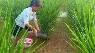 天气太热了泥鳅都出来了