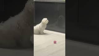 뭐 찾아? #比熊 #bichonfrise #puppy #강아지