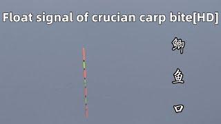 Float signal of crucian carp bite[HD]