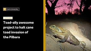 Toad-ally awesome project to halt cane toad invasion of the Pilbara