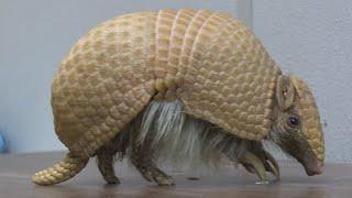 Amazing Armadillo