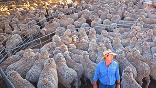 The Art of Raising 1 Million Merino Sheep in Australian Outback - Sheep Farming Uncovered