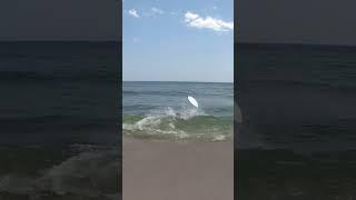Skimboard goes FLYING!!! #skimboarding #beach #fail #surfing #skimming