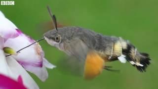 Hummingbird moths colonise UK   BBC News