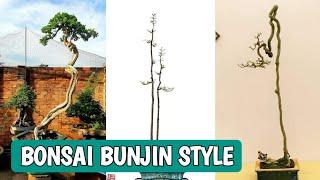 BONSAI GAYA BUNJIN TERBARU ! | GAYA LITERATI