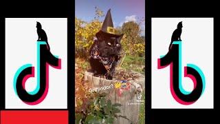 Funny Black Cats Compilation - PART 1 - [ TiK ToK Compilation] - 2022