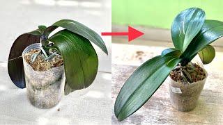 Reviving Orchid Plants That Have Soft Leaves This Way Will Recover Faster