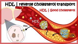 HDL ( Reverse cholesterol transport)