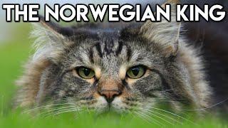 Norwegian Forest Cat 101 - Learn ALL About Them!