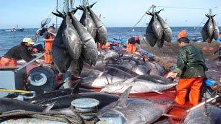 Commercial Net Fishing tuna - Catch Hundred Tons Tuna Fish On Modern Boats And Processing in Factory